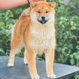 Shawn - Red Shiba Inu puppy in Trenton, Nebraska from Prairie Shibas