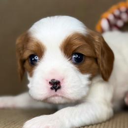 Teddy - Ruby male Cavalier King Charles Spaniel puppy in Yuciapa, California from AlltheDoodlez_