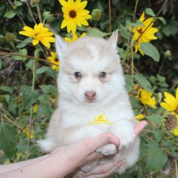 Caramel - Red and white male Pomsky puppy in Stockton, Utah from Mischa Nelson