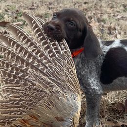 Chesapeake Bay Retrievers and German Shorthaired Pointers from Against the Wind Kennels