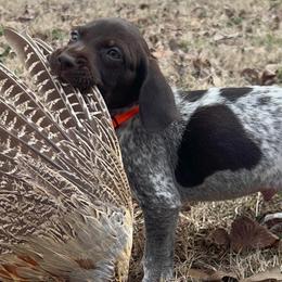 Chesapeake Bay Retrievers and German Shorthaired Pointers from Against the Wind Kennels