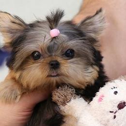 Yorkshire Terriers from Sparkle of Glamour Yorkies