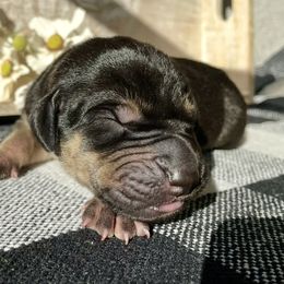 Nitro - Black male Great Dane puppy in Weatherford, Texas from Oak Bend Danes