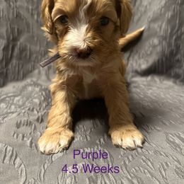 Australian Labradoodle Puppies from Cali Dream Doodles