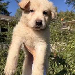 Dark Blue Collar - White male German Shepherd puppy in Sylvania, Ohio from Mitso Shepherds