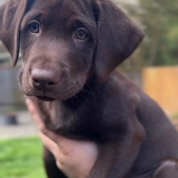 Labrador Retriever Puppies from Breanna Rieland LaBounty
