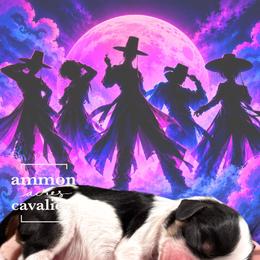 Mystery - Tri-color male Cavalier King Charles Spaniel puppy in Ammon, Idaho from Ammon Acres Cavaliers