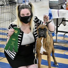 Boxer All Grown Up from Bluegrass Brawn Boxers
