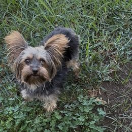 Bear - Yorkshire Terrier