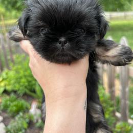 Lennox - Black male Shih Tzu puppy in Trinity, North Carolina from Trinity Shih Tzu