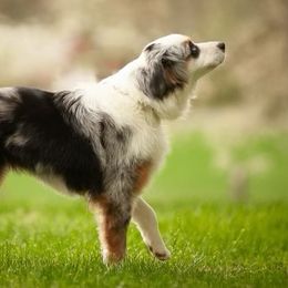Aussiedoodle Puppies from Hearth&Hound Doodles