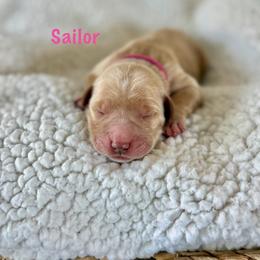 Sailor - Golden female Golden Retriever puppy in San Bernardino, California from Thegoldendreams1