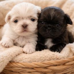 Shih Tzu puppies from Brinklee's Babies