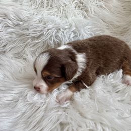Rita - Red tri female Toy Australian Shepherd puppy in Troy, South Carolina from Stockman Farms
