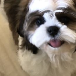 Cullen - Black gold and white Shih Tzu puppy in Conway, Missouri from Stevens’ Hidden Acres