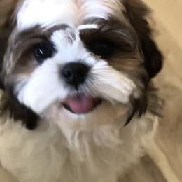 Cullen - Black gold and white Shih Tzu puppy in Conway, Missouri from Stevens’ Hidden Acres