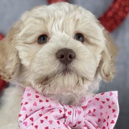 Girl 2 - Caramel ice Australian Labradoodle puppy in Dawson, Georgia from Still Pond Retrievers & Labradoodles