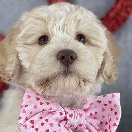 Girl 2 - Caramel ice Australian Labradoodle puppy in Dawson, Georgia from Still Pond Retrievers & Labradoodles
