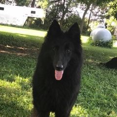 Agnes - Belgian Sheepdog