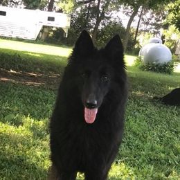 Agnes - Belgian Sheepdog