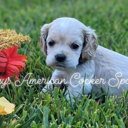 Cocker Spaniels from Courtneys American Cocker Spaniels