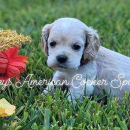 Cocker Spaniels from Courtneys American Cocker Spaniels