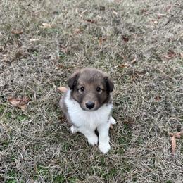 Sable Girl 2 - Sable and white female Shetland Sheepdog puppy in Shirley, Arkansas from Lucky Pups