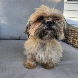 Summer - Shih Tzu