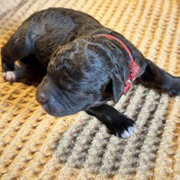 Gobbler - Brown male Lagotto Romagnolo puppy in Westlake, Oregon from Premier Truffles