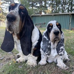 Basset Hounds from Dilley's Country Bassets