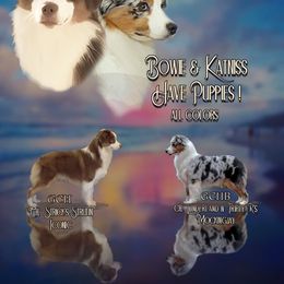 Miniature American Shepherd puppies from Tanya Strickland