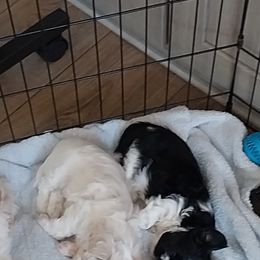 Girl 1 - Black and white female Shih Tzu puppy in Eldorado, Arkansas from Gina's Lil Zues and Yorkies Kennel