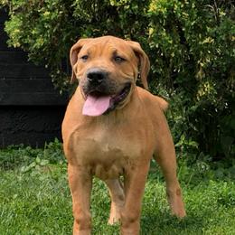 AKENO - Red female Boerboel puppy in Pennsylvania from Cold River Boerboels