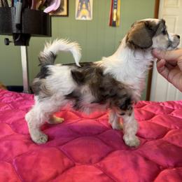 TopBrass Kopy Kat 'Daphne' - Sable female Chinese Crested puppy in Auburn, Kansas from TopBrass Kennels