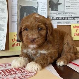 Riddle - Caramel red male Australian Labradoodle puppy in Valley Springs, California from Blue Denim Doodles