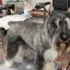 Miniature Schnauzers and Standard Schnauzers from Braveheart Standard Schnauzers