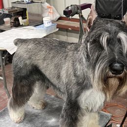Miniature Schnauzers and Standard Schnauzers from Braveheart Standard Schnauzers