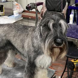 Miniature Schnauzers and Standard Schnauzers from Braveheart Standard Schnauzers