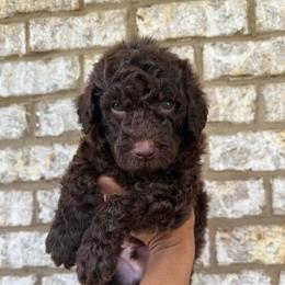 Baby Blue Collar Boy - Chocolate male Goldendoodle puppy in Lithia Springs, Georgia from Opulent Goldendoodles