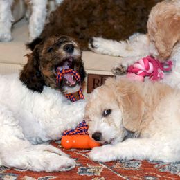 Goldendoodles from High Quality Goldendoodles