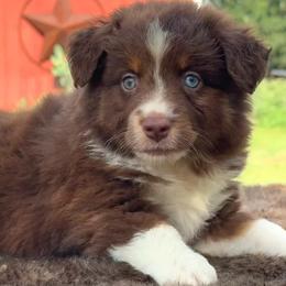 Cherry - Red tri female Miniature Australian Shepherd puppy in Williamson County, Texas from Raising Star Ranch Toy and Mini Aussies
