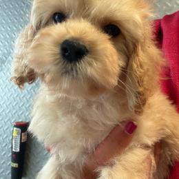Aurora Girl 1 - Golden female Cockapoo puppy in Haines City, Florida from Camic Cockapoos