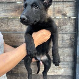 ACE - Black brindle male Dutch Shepherd puppy in San Jose, California from Brandon's Dutch Shepherds