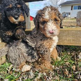 Lt Blue collar - Blue merle male Bernedoodle puppy in Shelby, North Carolina from Forever Grateful Doodles