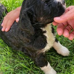Bernedoodle and Bernese Mountain Dog Puppies from Bernese Home
