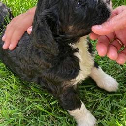 Bernedoodle and Bernese Mountain Dog Puppies from Bernese Home