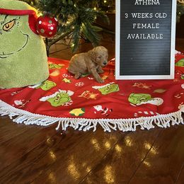 Goldendoodle Puppies from Coastal Georgia Exotics