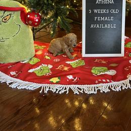 Goldendoodle Puppies from Coastal Georgia Exotics