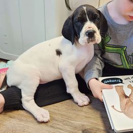 Harper - Blue and white Great Dane puppy in Cleburne, Texas from Nick and Megan's Danes