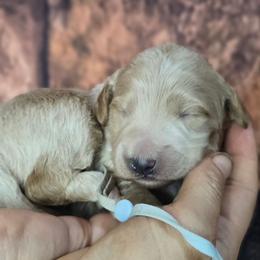 Thunder, Blue Collar - Apricot male Goldendoodle puppy in Eugene, Oregon from Oregon's Legendary Goldendoodles